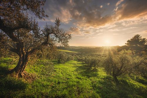 Oliveraie dans l'Alta Maremma. Toscane
