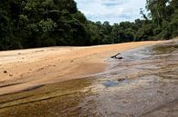 Sipaliwini River am Sir Walter Raleigh Fälle in Suriname von rene marcel originals Miniaturansicht