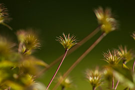 Sommerlicht von Hay Rouleaux