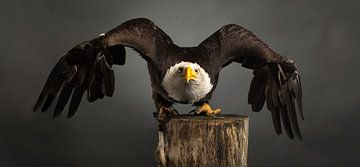 Studio-Porträt Amerikanischer Weißkopfseeadler grauer Hintergrund ausgebreitete Flügel von Leoniek van der Vliet
