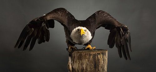 Studio portret  American Bald Eagle met gespreide vleugels