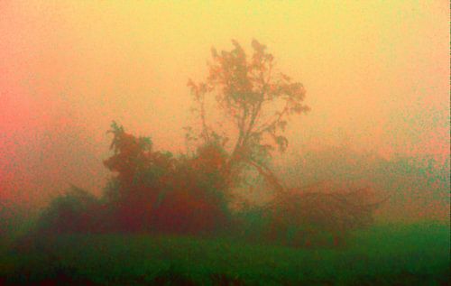 A tree in the sunset
