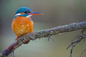 Eisvogel