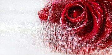 rode roos in ijs van Harald lakerveld