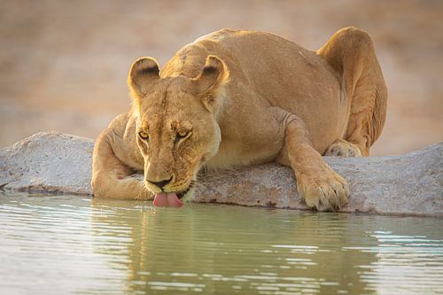 Ontspannen Leeuwin drinkt uit een bron