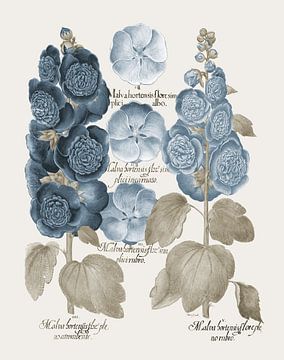 Basilius Besler-Stechpalmenblüte et al.