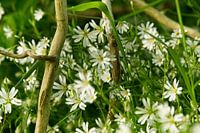 White flowers in green luxuriance