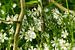 Witte bloemetjes in groene weelde van Theo Felten