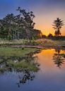 Tranquil wetland at sunrise with orange sky  by Tony Vingerhoets thumbnail