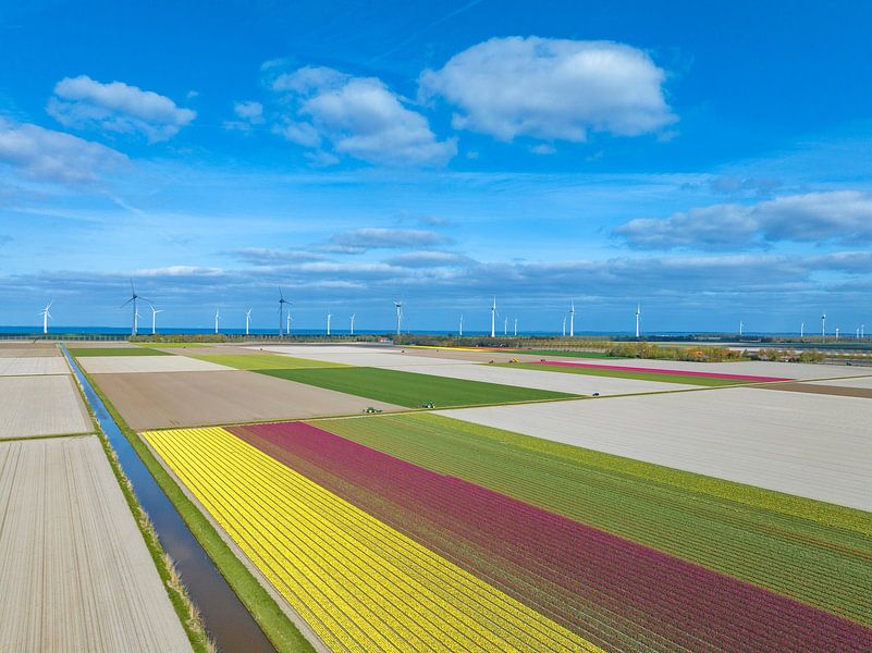 Tulips growing in agricultural fields during springtime by Sjoerd van der Wal Photography