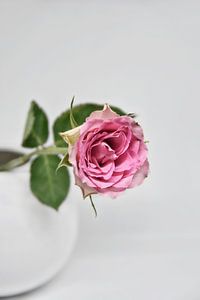 einzelne Rose von Claudia Moeckel