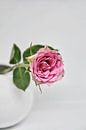 enkele roos van Claudia Moeckel thumbnail
