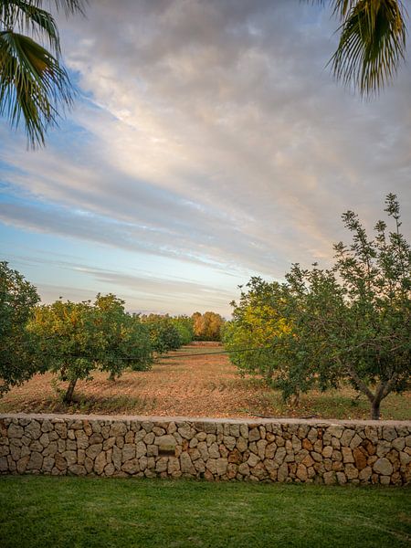 Landschap op Mallorca van t.ART
