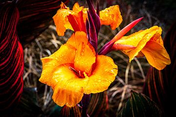 Macro orange flower of the indian flower cane, canna indica by Dieter Walther