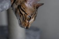 Bengal cat
