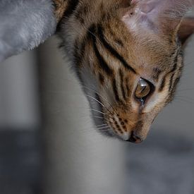 Chat du Bengale sur Ann Barrois