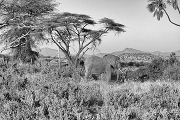 Olifant in Samburu National Park van Angelika Stern