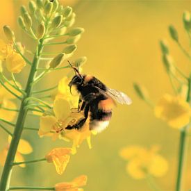 Hummel auf Raps von Renate Dohr