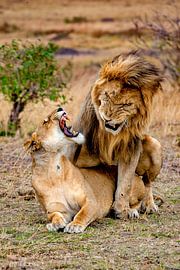 Mating Lions by Peter Michel