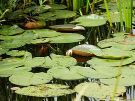 Pompeblêden. van Albert Iepsma