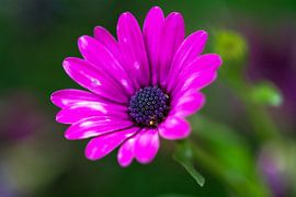 Blümchen von Alena Holtz