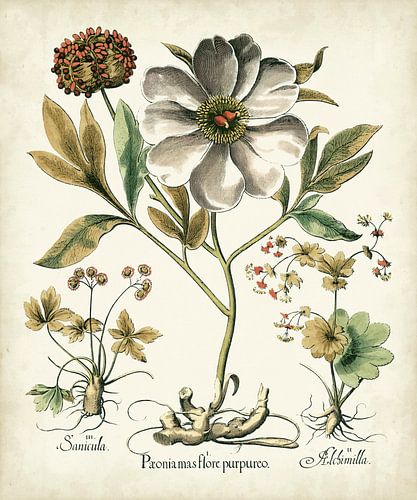 Basilius Besler,Ivoorpioenen II