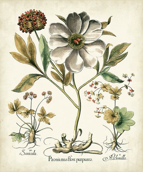 Basilius Besler,Ivoorpioenen II van finemasterpiece