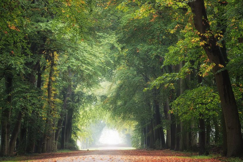 Bel automne par Roelie Steinmann