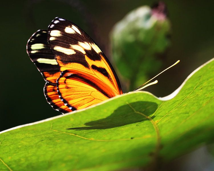 Papillon sur une feuille par The Art Page Of MG
