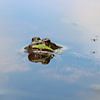 Grenouille d'étang sur Matthias Brix