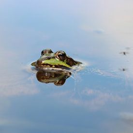 Pond frog by Matthias Brix