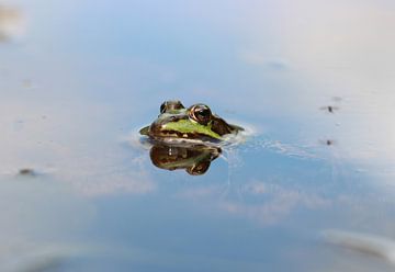Teichfrosch von Matthias Brix