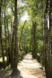 path surrounded by trees by gert stasse