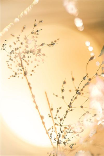 Here comes the sun 3 by Pieter van Roijen