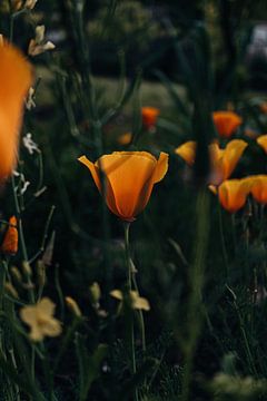 Goldene Stille – Kalifornischer Mohn im Abendlicht von Atelier Nadine
