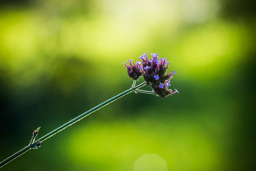 The colors of nature  by AnyTiff (Tiffany Peters)