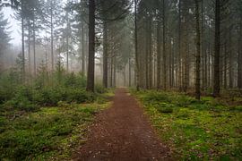 Der neblige Evertsbos von Alexander van der Molen