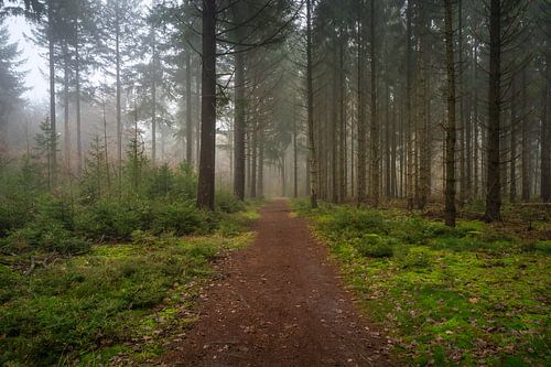 Der neblige Evertsbos