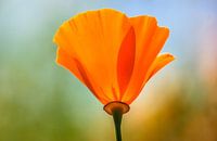Orange poppy