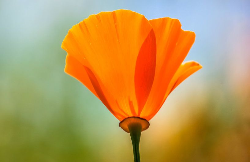 Orange poppy by Kim van der Plas