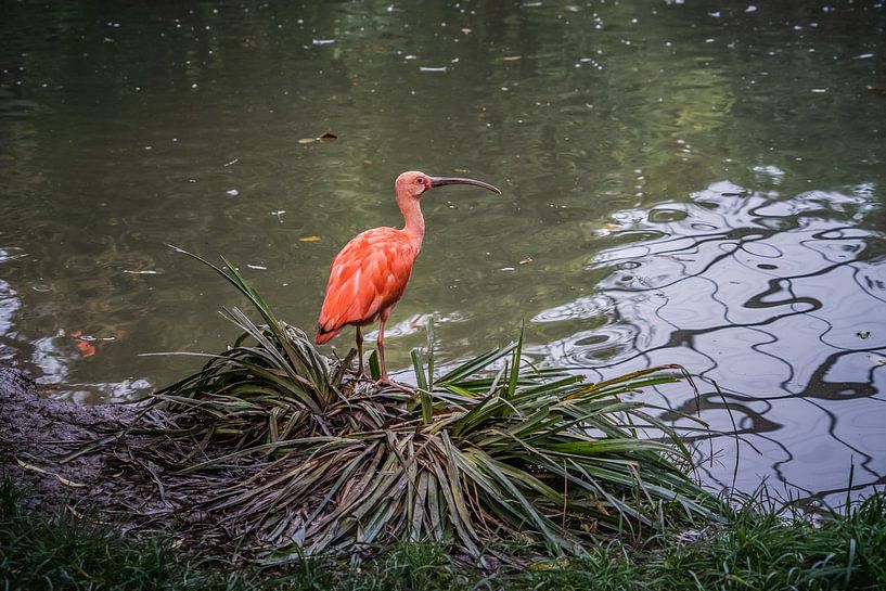 Tropischer Vogel auf seinem Nest von Paquita Six