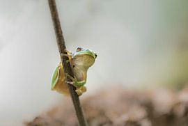 Tree frog, nature's acrobat