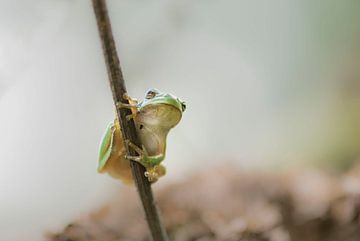 Tree frog, nature's acrobat by Ans Bastiaanssen