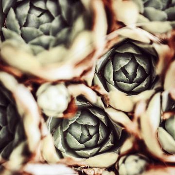 DARKSIDE OF SUCCULENTS IXa by Pia Schneider