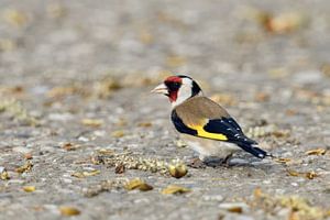 le clown parmi les oiseaux... Chardonneret élégant * Carduelis carduelis * au bord du chemin