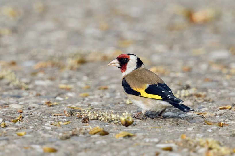 the clown among the birds... Goldfinch * Carduelis carduelis * by the wayside by wunderbare Erde