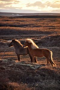 IJslandse paarden tijdens zonsondergang van Elisa in Iceland