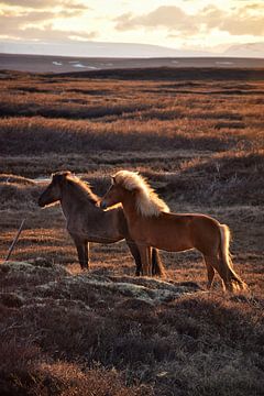 Islandpferde bei Sonnenuntergang von Elisa in Iceland