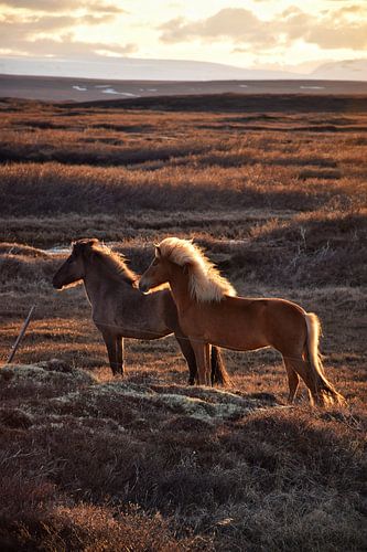 IJslandse paarden tijdens zonsondergang