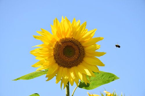 Een zonnebloem in de zomer